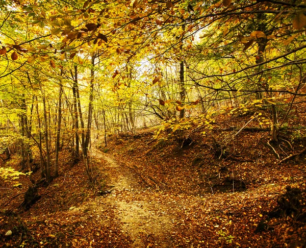 Caminho na bela paisagem de outono — Fotografia de Stock