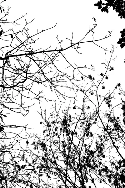 Jesienią gałęzie biało-czarny — Zdjęcie stockowe