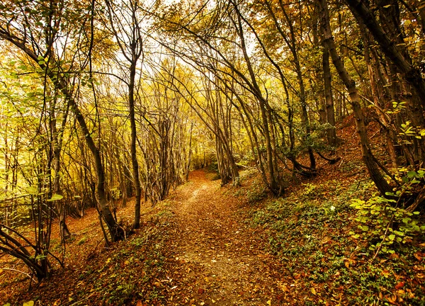 Beautiful orange autumn landscape — Stock Photo, Image