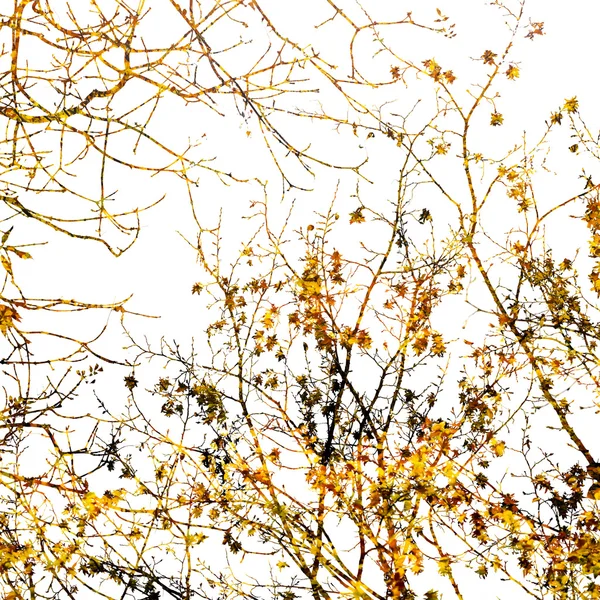 Doppelbelichtung von Ästen und Blättern im Herbst — Stockfoto