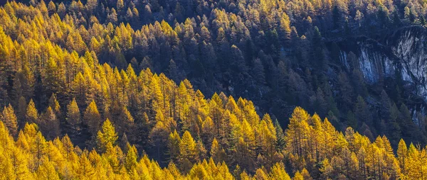 Bonito y colorido buzón de madera de otoño —  Fotos de Stock