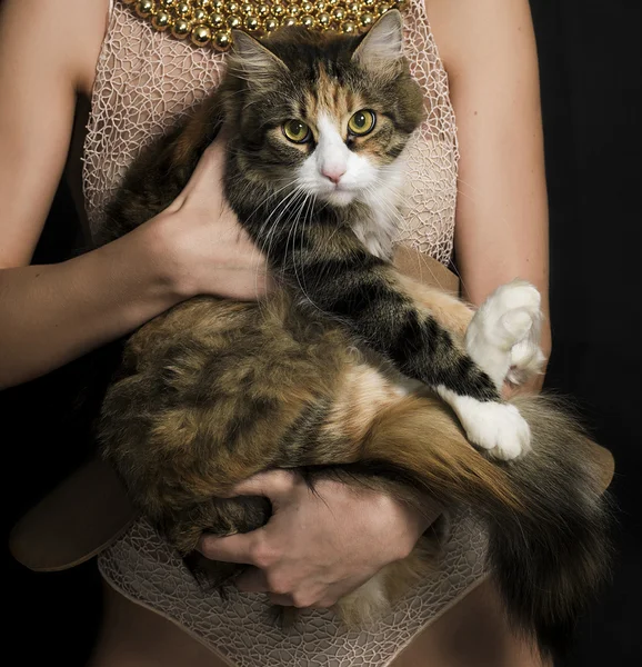 Portrét ženy nosí spodní prádlo a držení closeup roztomilé kotě — Stock fotografie