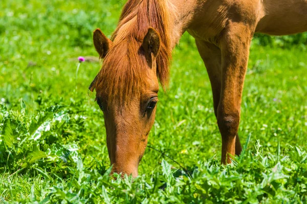 Caballo pastando en un prado —  Fotos de Stock