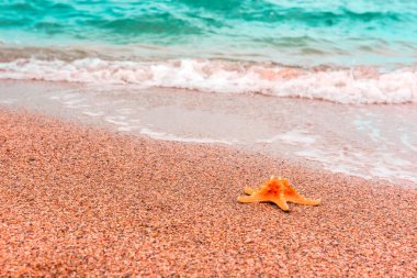 Kenarı deniz yıldızı. Yaz arka plan