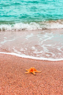 Kenarı deniz yıldızı. Yaz arka plan