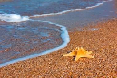 Kenarı deniz yıldızı. Yaz arka plan