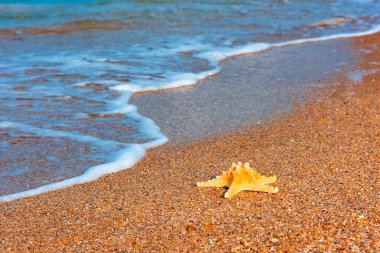 Kenarı deniz yıldızı. Yaz arka plan