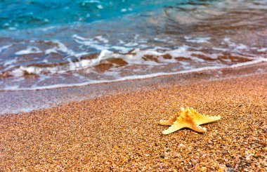 Kenarı deniz yıldızı. Yaz arka plan