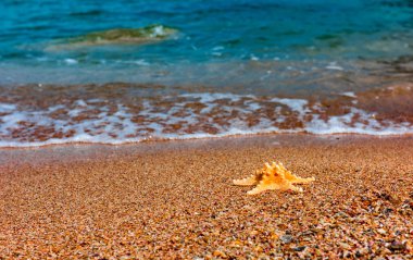 Kenarı deniz yıldızı. Yaz arka plan