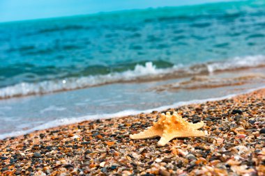 Kenarı deniz yıldızı. Yaz arka plan