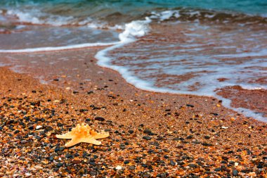 Kenarı deniz yıldızı. Yaz arka plan