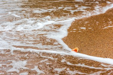 Kenarı deniz yıldızı. Yaz arka plan