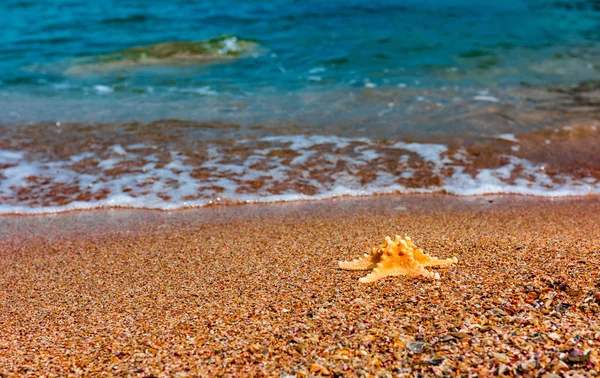 Kenarı deniz yıldızı. Yaz arka plan