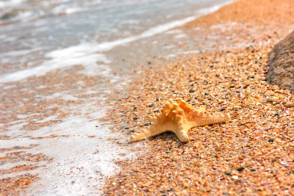 Estrella de mar en la costa. Fondo de verano — Foto de Stock