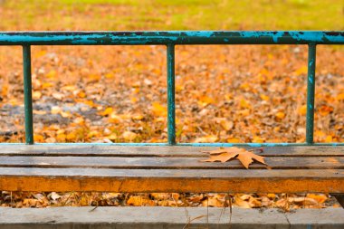 Eski bir bankta sarı akçaağaç yaprağı