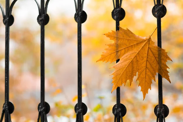 Single autumn maple leaf stuck on the fence