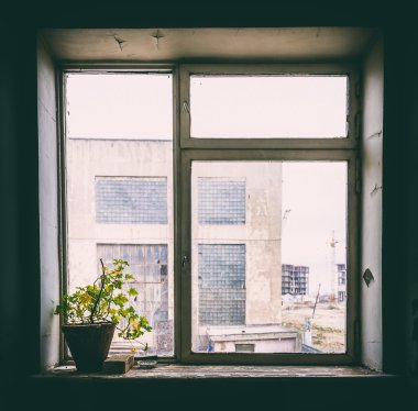 Terk edilmiş bir binada kurtulan çiçek