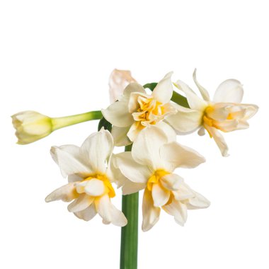 Nergis çiçek izole