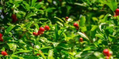 Nar çiçeği ağaç üzerinde
