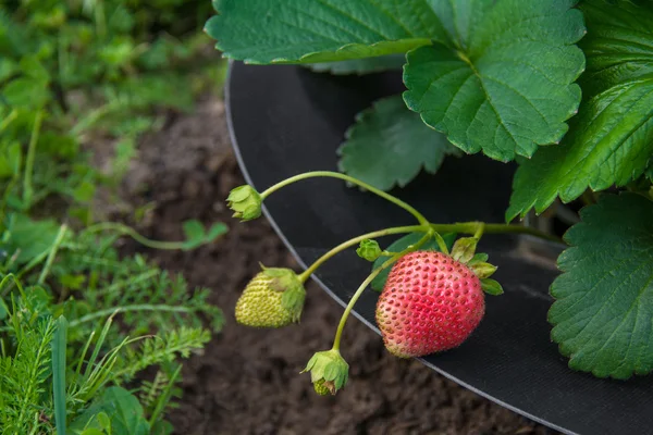 Aardbei in tuin — Stockfoto