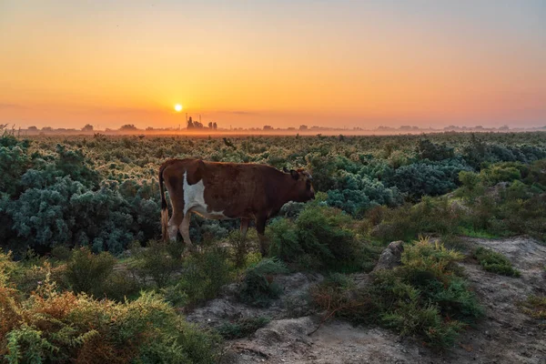 Vacca Rossa Sul Campo Verde — Foto Stock