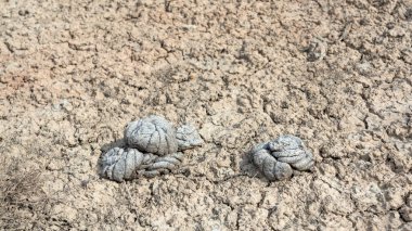 Tarlada kurutulmuş inek gübresi