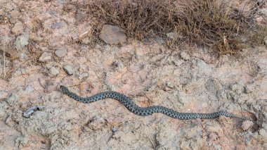 Tarlada uzun ve tehlikeli bir yılan