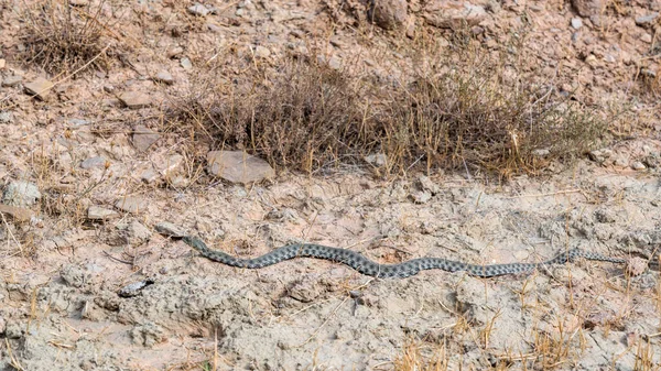 Longue Serpent Dangereux Dans Champ — Photo