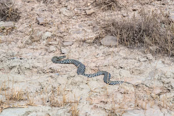 田野里的那条危险的蛇 — 图库照片