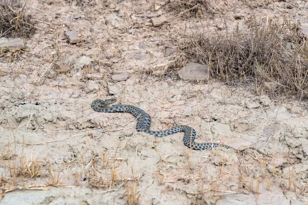 Larga Serpiente Peligrosa Campo —  Fotos de Stock