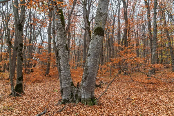 Krásný Žlutý Podzimní Les Spadlé Listí — Stock fotografie