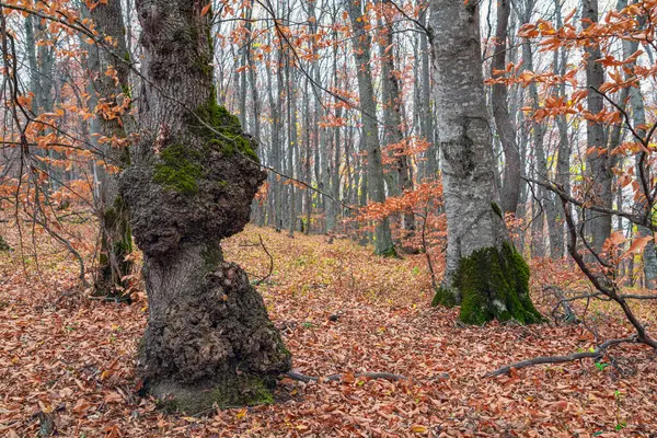 Sonbahar Ormanındaki Yaşlı Bir Ağacın Kalın Gövdesi — Stok fotoğraf