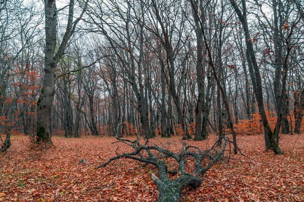 Krásný Žlutý Podzimní Les Spadlé Listí — Stock fotografie