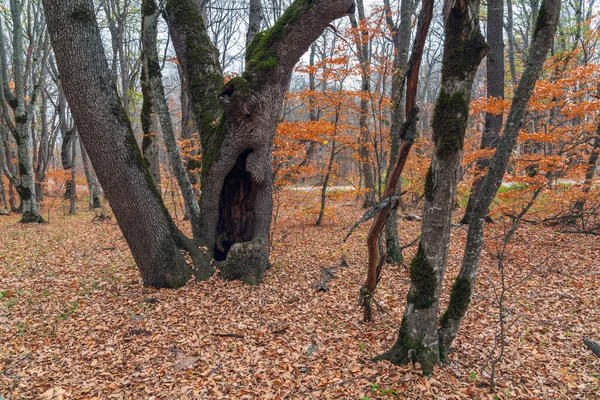 一棵老树树干上的一个巨大的中空 — 图库照片