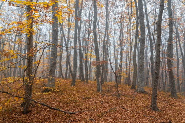 Foggy Jaune Paysage Forestier Automne — Photo