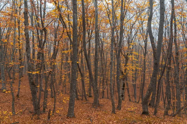 Foggy Jaune Paysage Forestier Automne — Photo