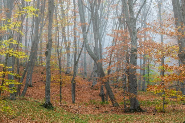 Mlhavě Žlutá Podzimní Lesní Krajina — Stock fotografie