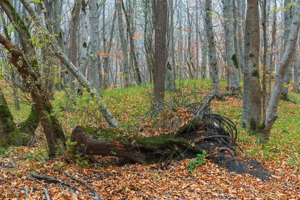 霧深い黄色の秋の森の古い倒木 — ストック写真