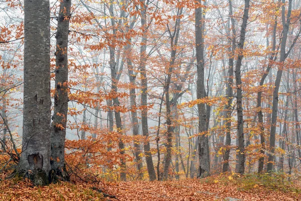 Sisli Sarı Sonbahar Orman Manzarası — Stok fotoğraf