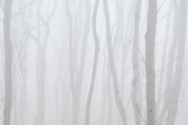 Nebelige Kahle Herbstliche Waldlandschaft — Stockfoto