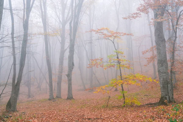 Misteriosa Floresta Outono Tempo Nebuloso — Fotografia de Stock