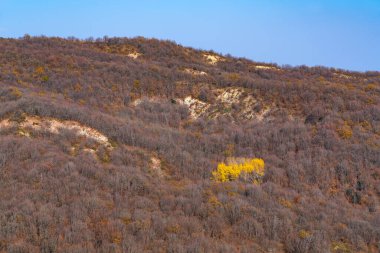 Dağ ormanında parlak sarı ağaçlar