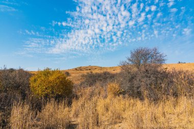 Sarı ve çıplak ağaçlar tarlada