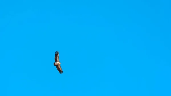 Eagle Flying Blue Sky — Stock Photo, Image