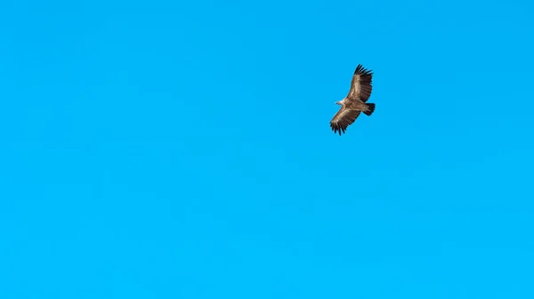 Águia Voando Céu Azul — Fotografia de Stock