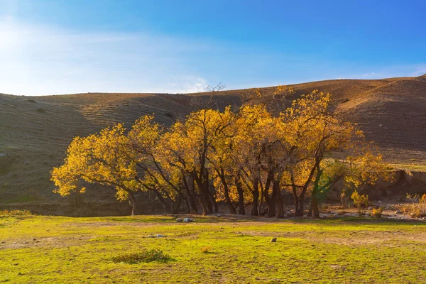 Outono Colorido Brilhante Nas Montanhas — Fotografia de Stock