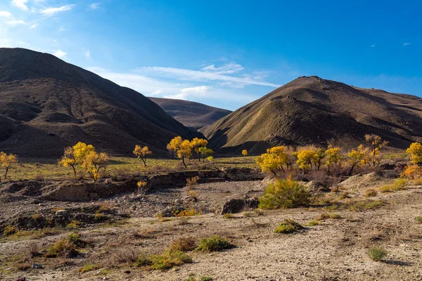 Hermosos Árboles Amarillos Otoño Las Tierras Altas — Foto de Stock