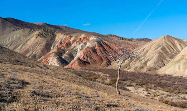 Árvore Nua Cenário Das Terras Altas — Fotografia de Stock