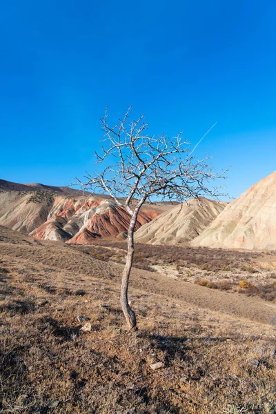 Bare Tree Highlands Scenery — Stock Photo, Image