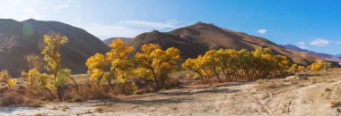 Dağlardaki güzel sarı sonbahar ağaçları